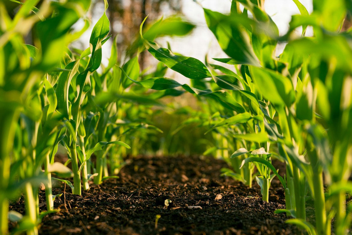 Young maize plants growing in rows of dark soil