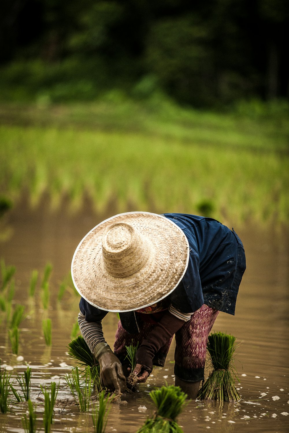 A farmer in a wide-brimmed hat transplanting rice seedlings in a flooded paddy